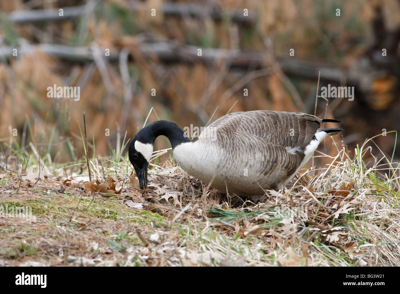 Canada Goose Building Nest Stockfoto