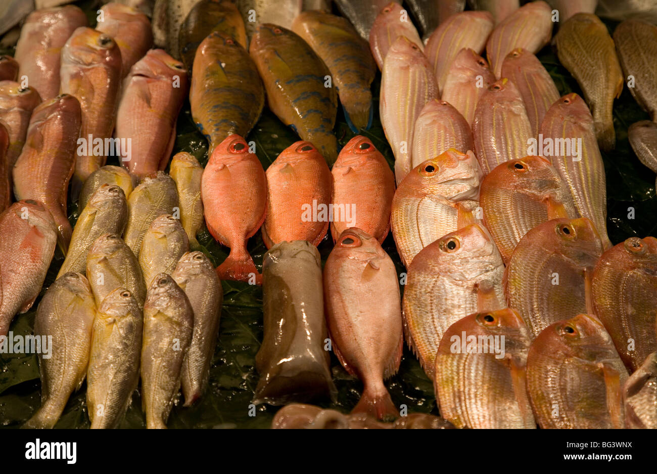 Verschiedene Fische auf Display, lokalen Markt, Taipeh, Taiwan, Republik China Stockfoto