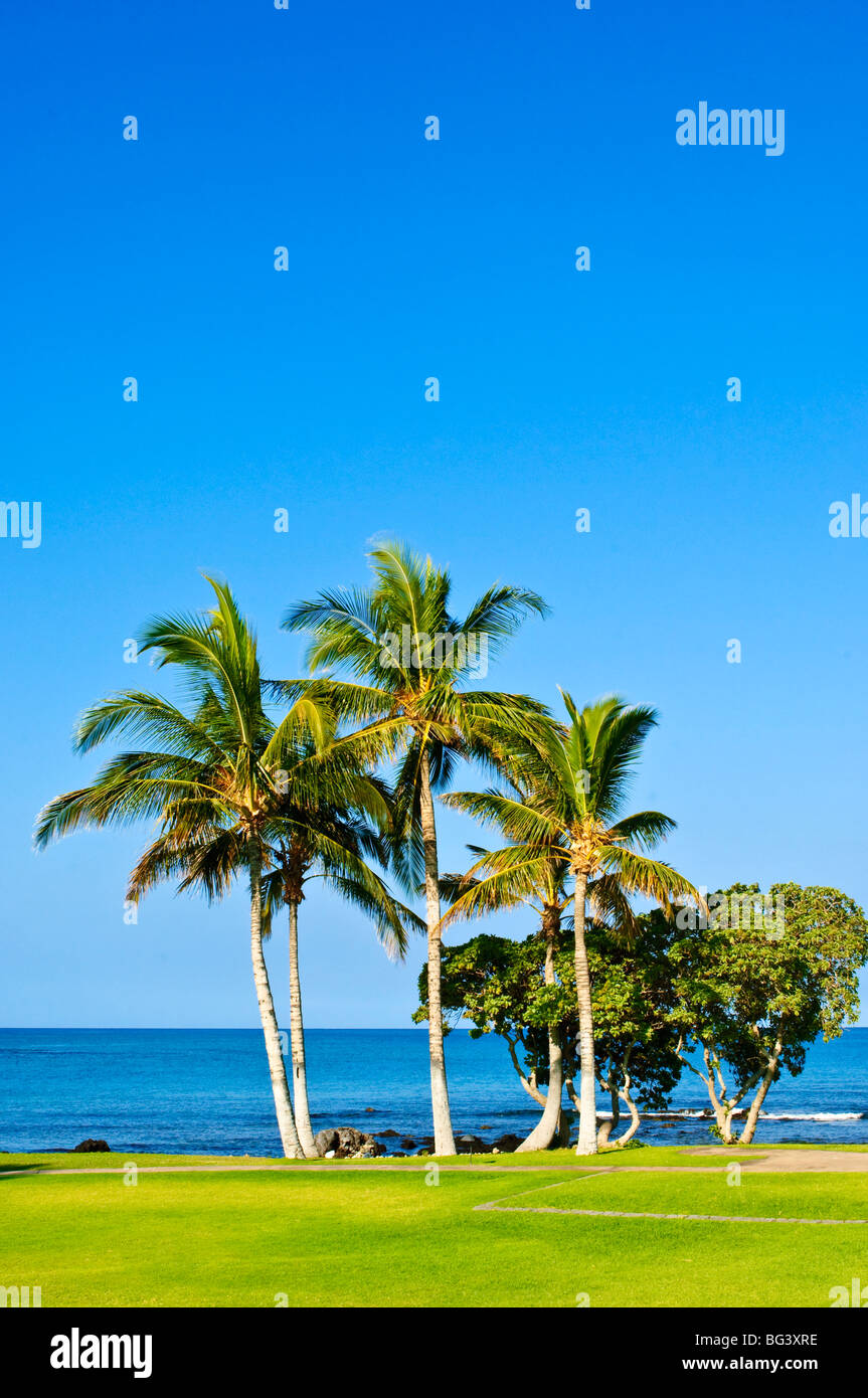 Palm Trees, Big Island, Hawaii, Vereinigte Staaten von Amerika, Nordamerika Stockfoto