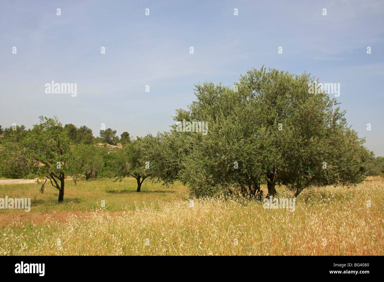 Israel, führte. Neot Kedumim, biblische Landschaftsschutzgebiet Stockfoto