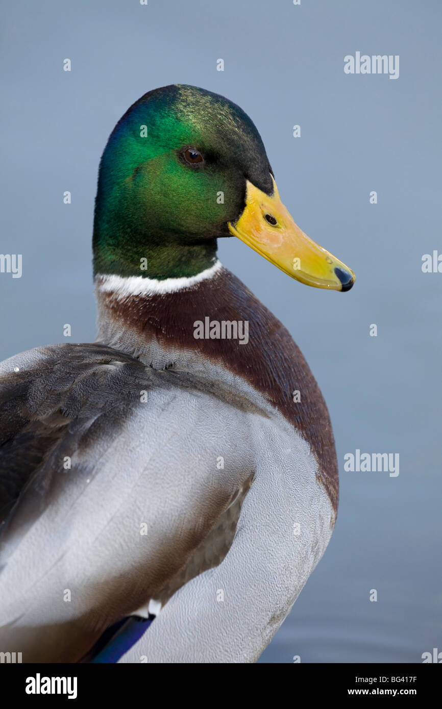 Ente-Porträt Stockfoto