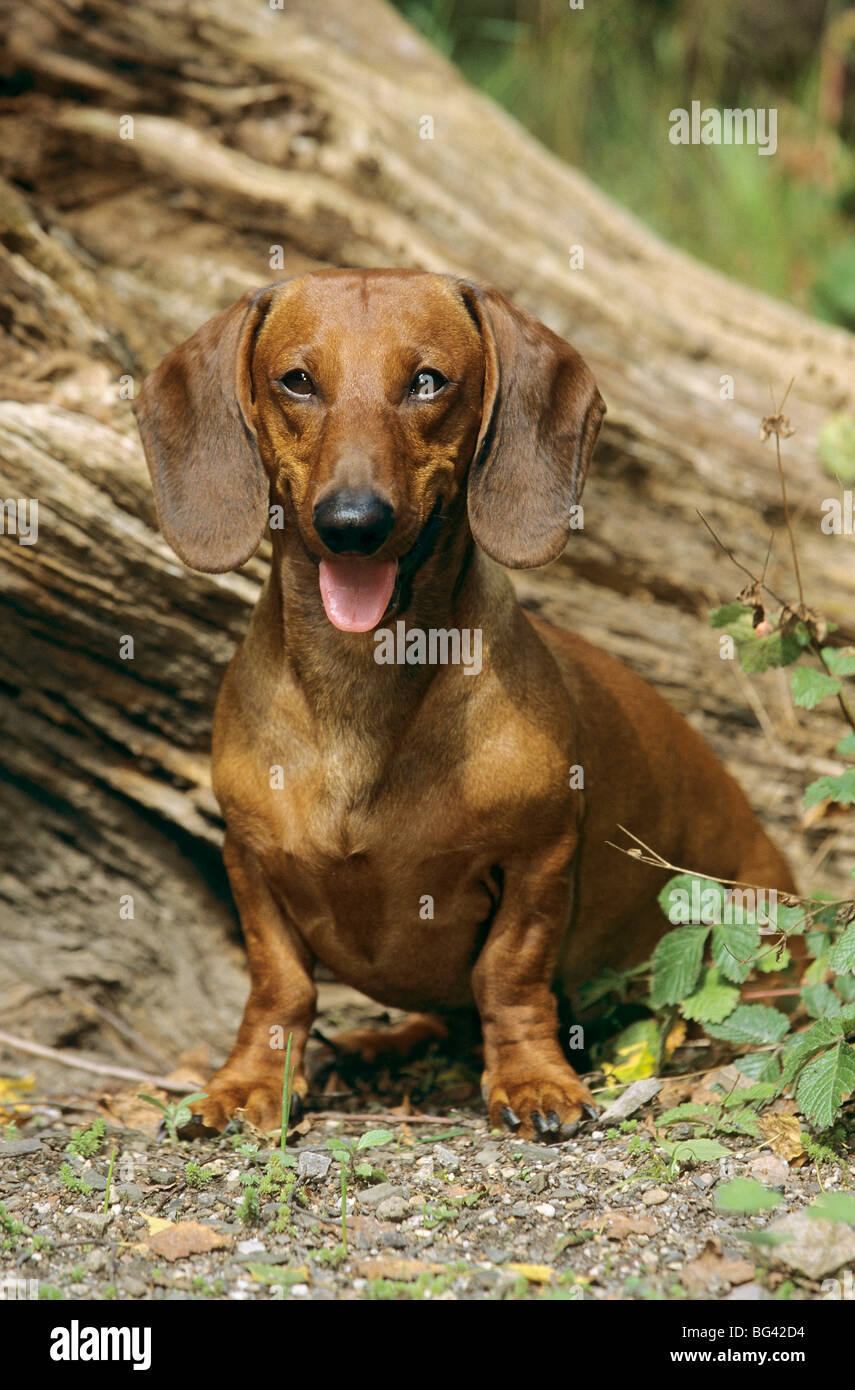 Kurzhaar-Dackel Hund - sitzen Stockfoto