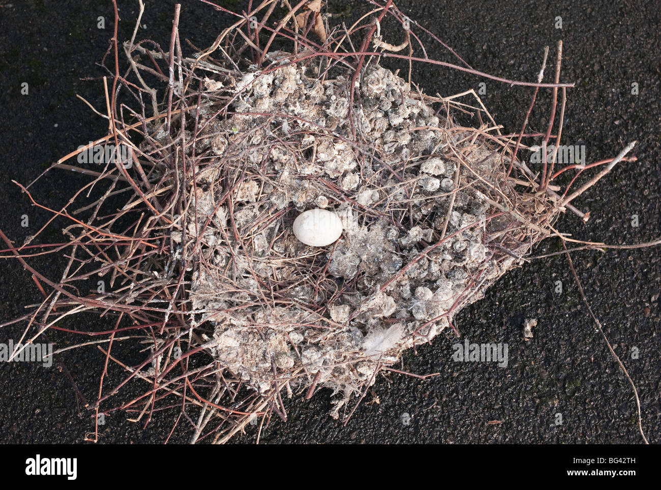 Verlassene Nest mit einem Ei während der Wartung vom Standort entfernt Stockfoto