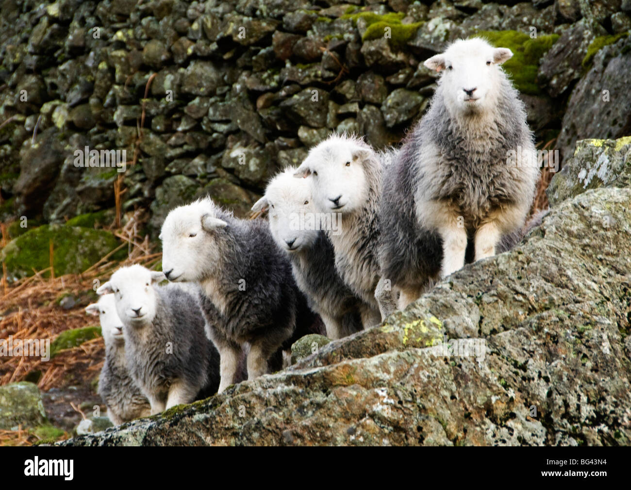 Herde von Schafen, Cumbria, UK Stockfoto