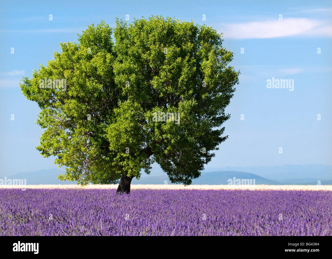 Baum in einem Lavendelfeld Plateau von Valensole, Provence, Frankreich Stockfoto