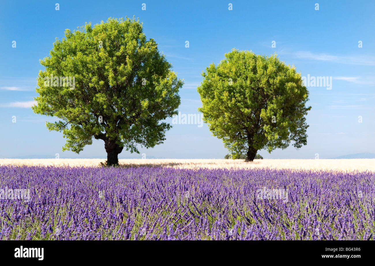 Zwei Bäume in einem Lavendelfeld, Provence, Frankreich Stockfoto