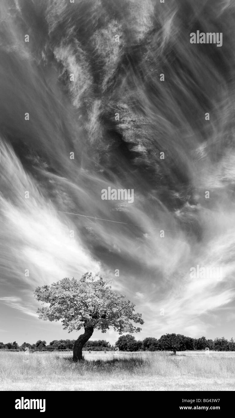 Baum und Wolken, Provence, Frankreich Stockfoto