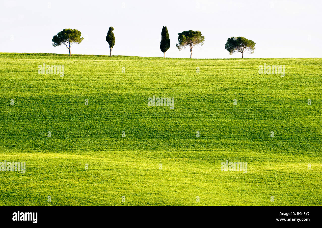 Klassischen toskanischen Landschaft, in der Nähe von San Quirico, Valle de Orcia, Toskana, Italien Stockfoto