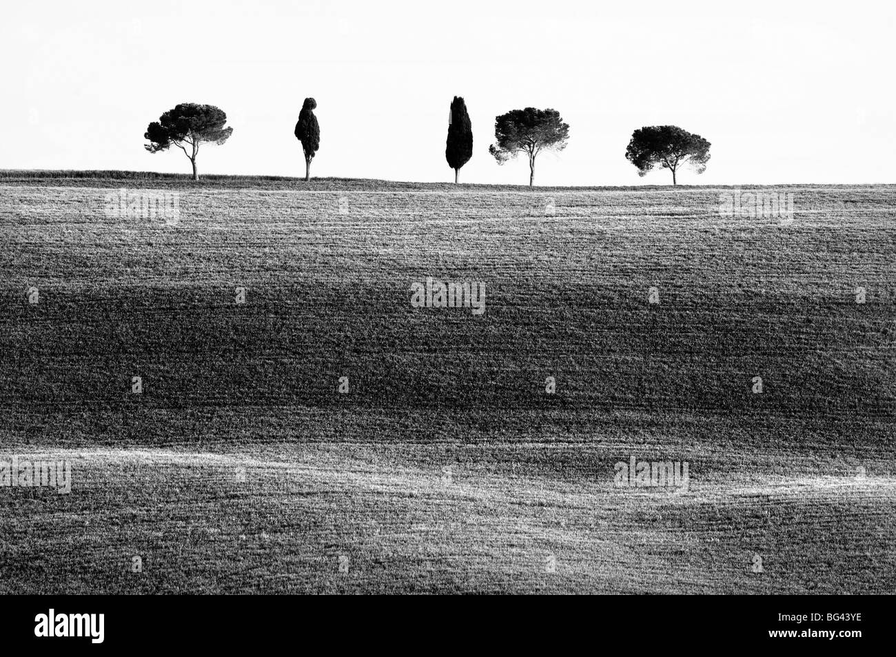 Klassischen toskanischen Landschaft, in der Nähe von San Quirico, Valle de Orcia, Toskana, Italien Stockfoto