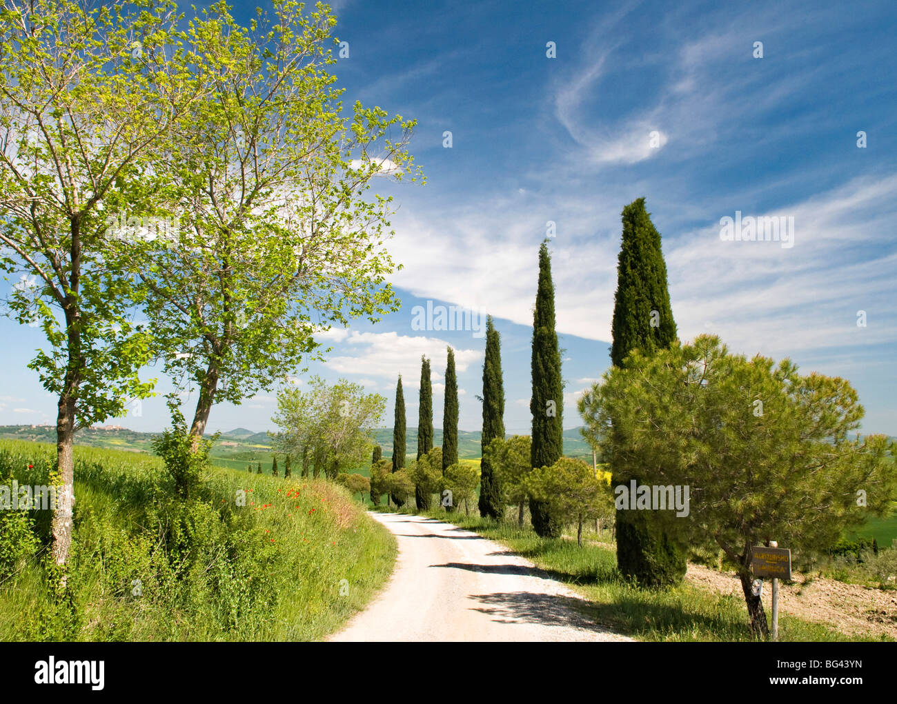 Traditionellen toskanischen Landschaft, in der Nähe von San Quirico, Valle de Orcia, Toskana, Italien Stockfoto