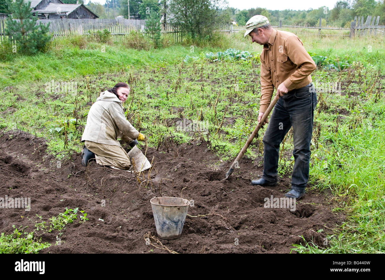 Ernte der Kartoffeln auf der Datscha Land, Somino Dorf, Gebiet Leningrad, Russland Stockfoto