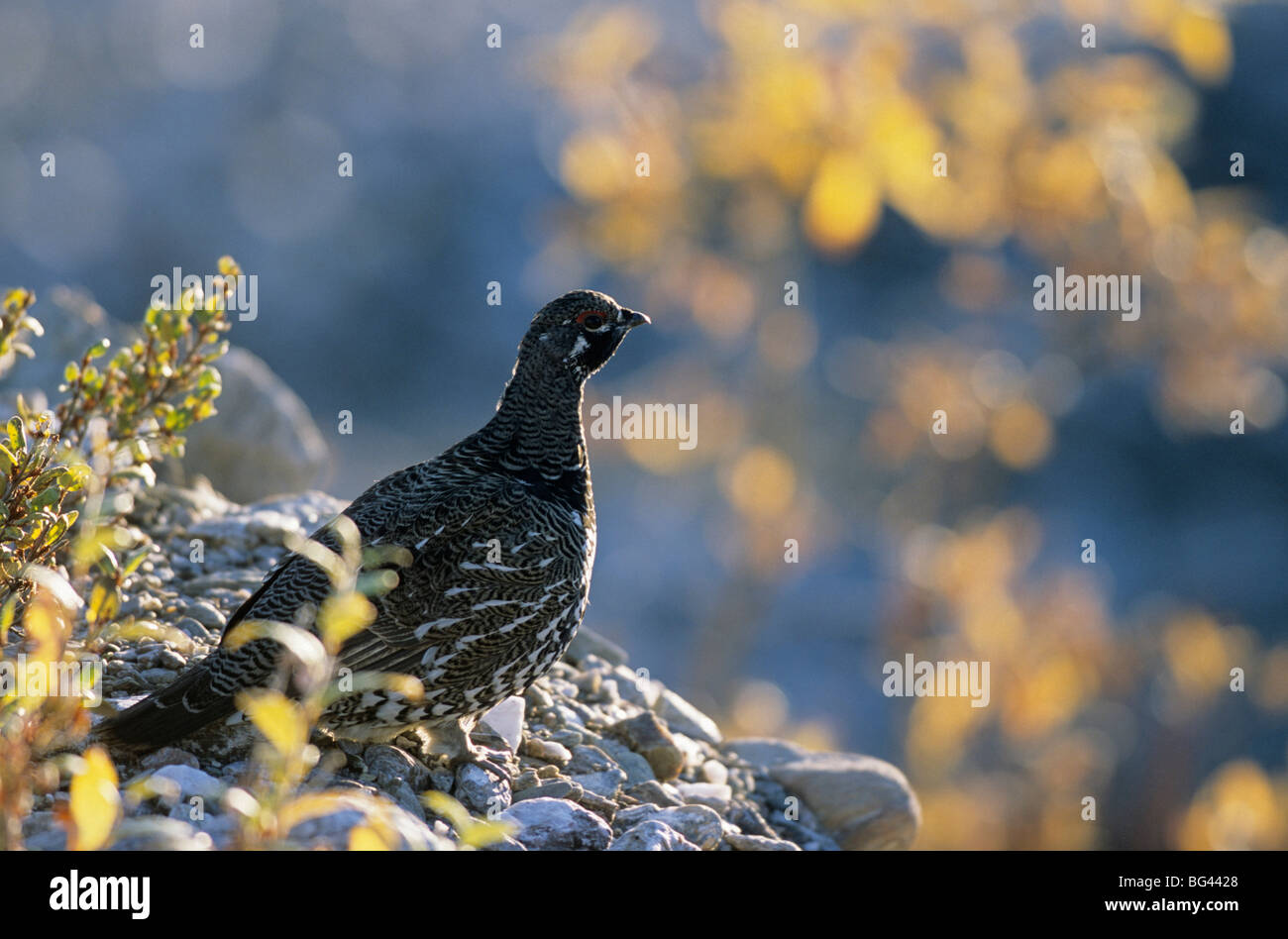 Fichte Grouse, Männlich, Dendragapus Canadensis - (Falcipennis Canadensis) Stockfoto