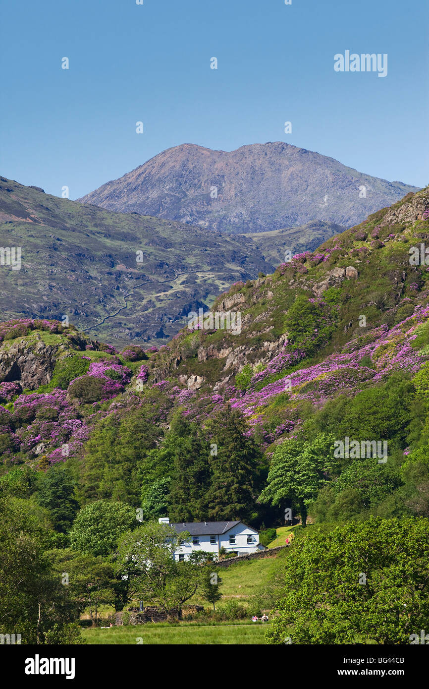 Wales, Gwynedd, Snowdonia National Park, Blick auf Mount Snowdon von Beddgelert Stockfoto