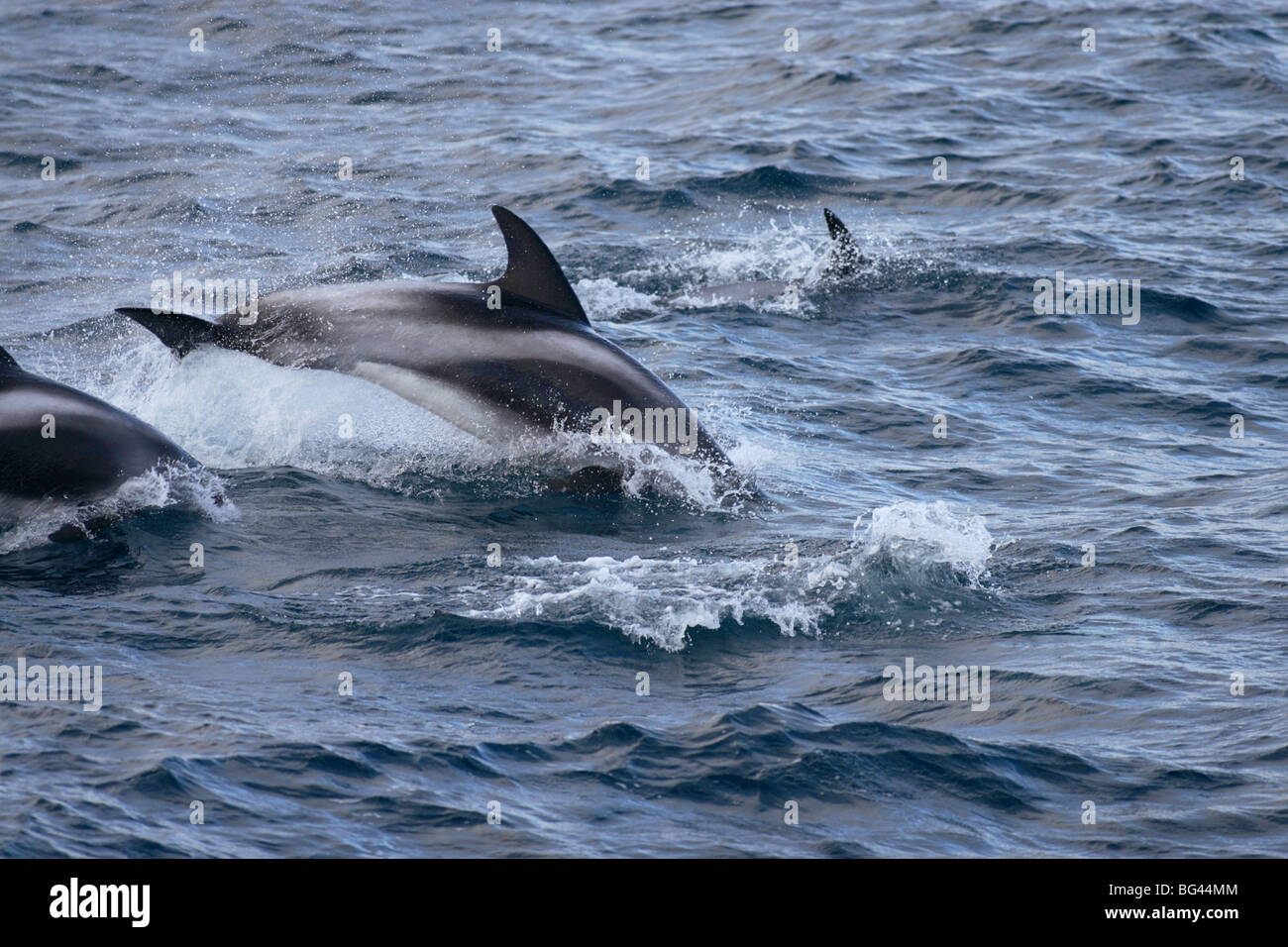 Delphine Sufacing und springen aus dem Wasser mit einem Schuss zeigt Rückenflosse in der Barentssee Stockfoto