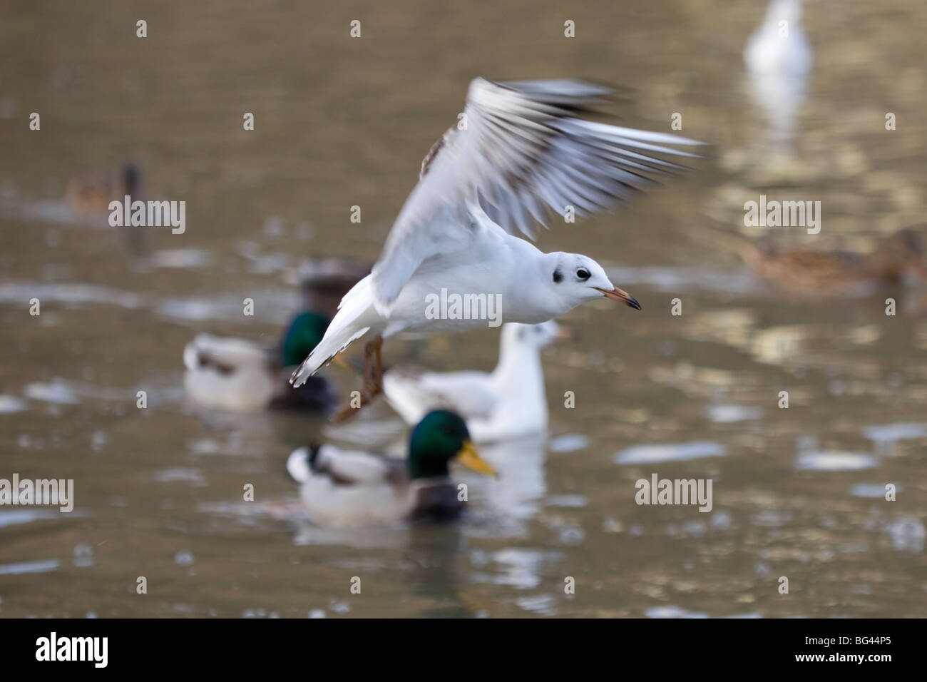 Seagull´s fliegen Stockfoto