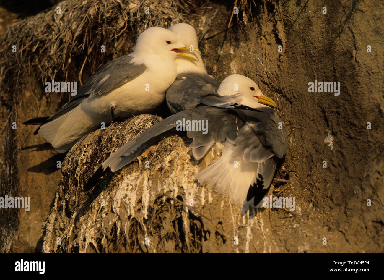 Schwarz-legged Kittiwake, Rissa tridactyla Stockfoto