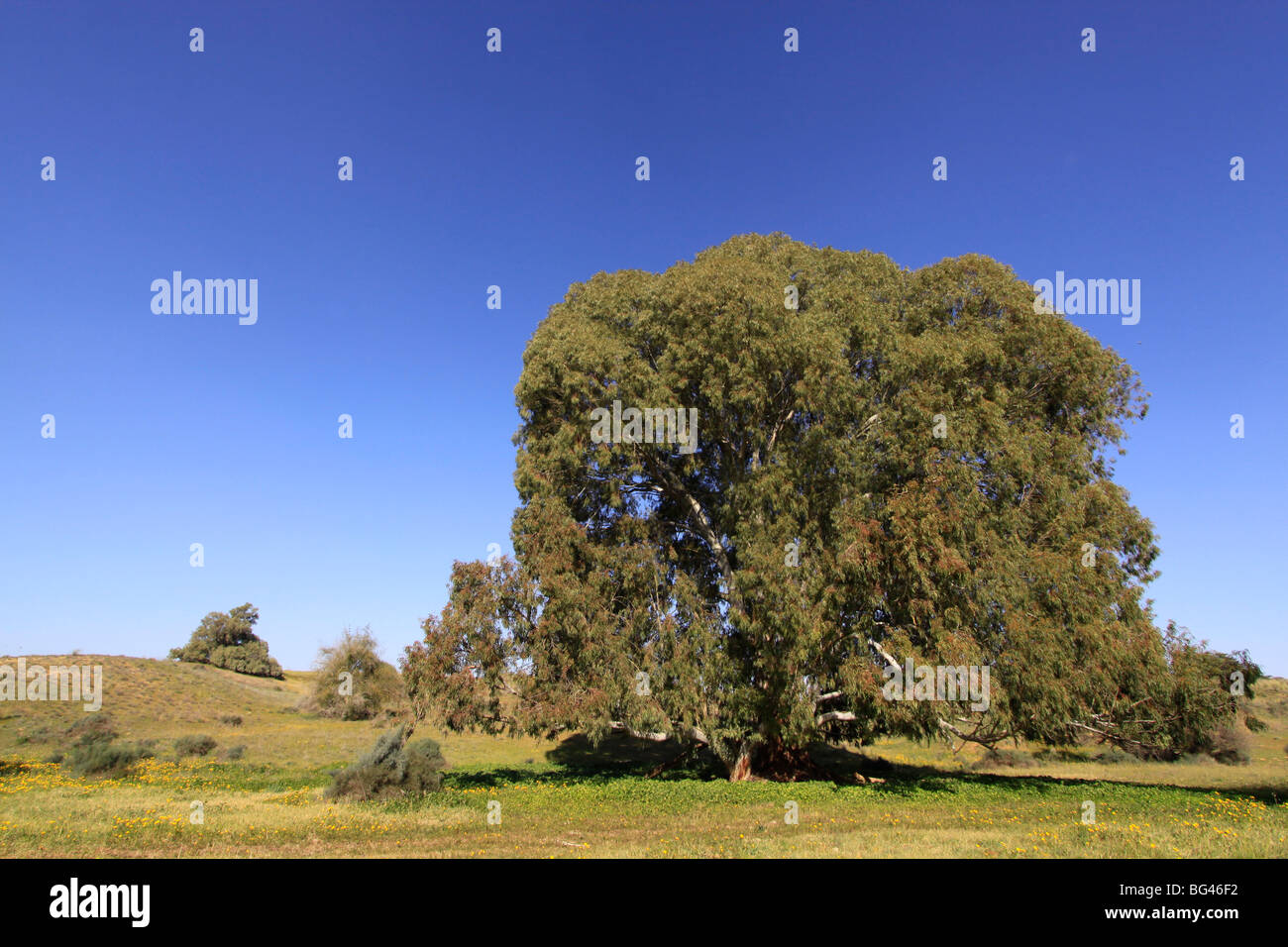 Israel, Küstenebene, Eukalyptus-Baum in Wadi Hatzav Stockfoto