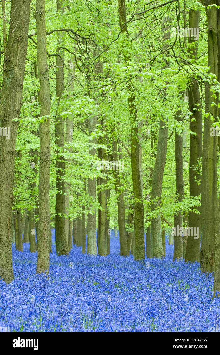 Frühling-Glockenblumen in Buche Wald, Dockey Woods, Buckinghamshire, England, Vereinigtes Königreich, Europa Stockfoto