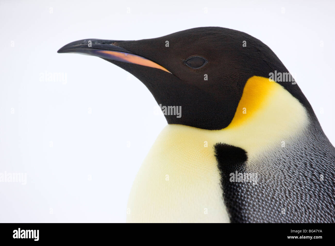 Kaiser-Pinguin Aptenodytes Forsteri, Nahaufnahme des Erwachsenen. Snow Hill Island Rookery, Antarktis. Stockfoto