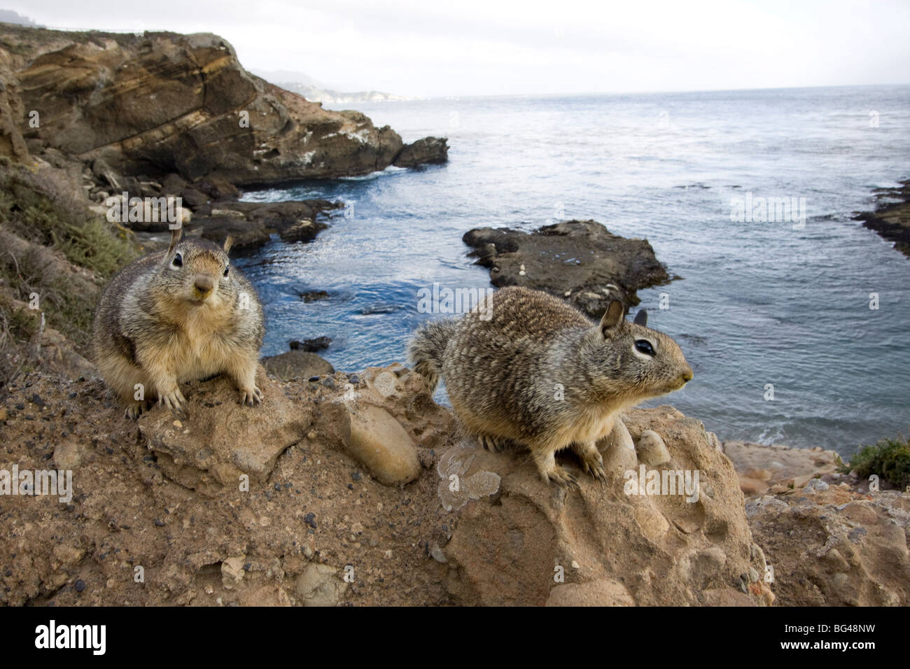 Streifenhörnchen, San Francisco, Kalifornien, Vereinigte Staaten von Amerika, Nordamerika Stockfoto