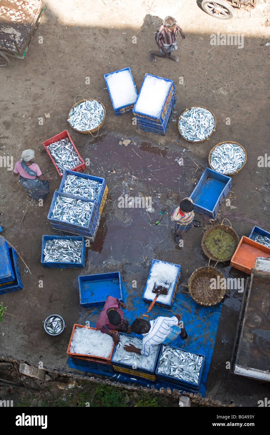 Sortierung der morgendlichen Fang von Fischen, Luftfahrttechnik, Tamil Nadu, Indien, Asien Stockfoto