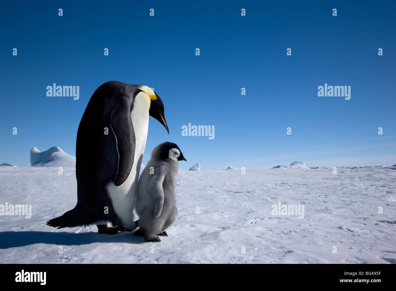 Kaiser-Pinguin und junge Küken auf Snow Hill Island Rookery, Weddellmeer, Antarktis. Stockfoto