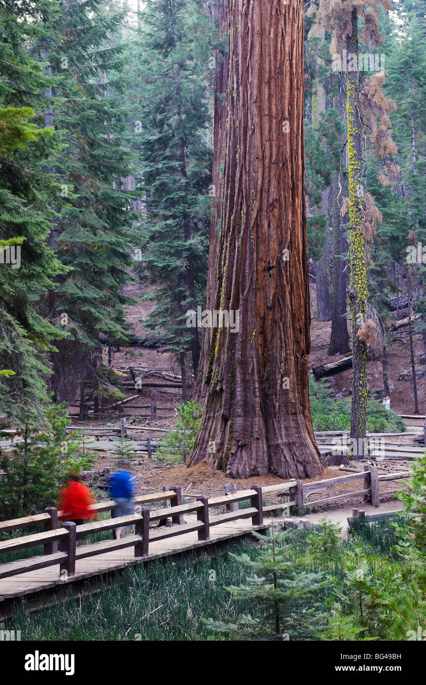 USA, California, Yosemite National Park, Mariposa Grove, Mammutbäume Stockfoto