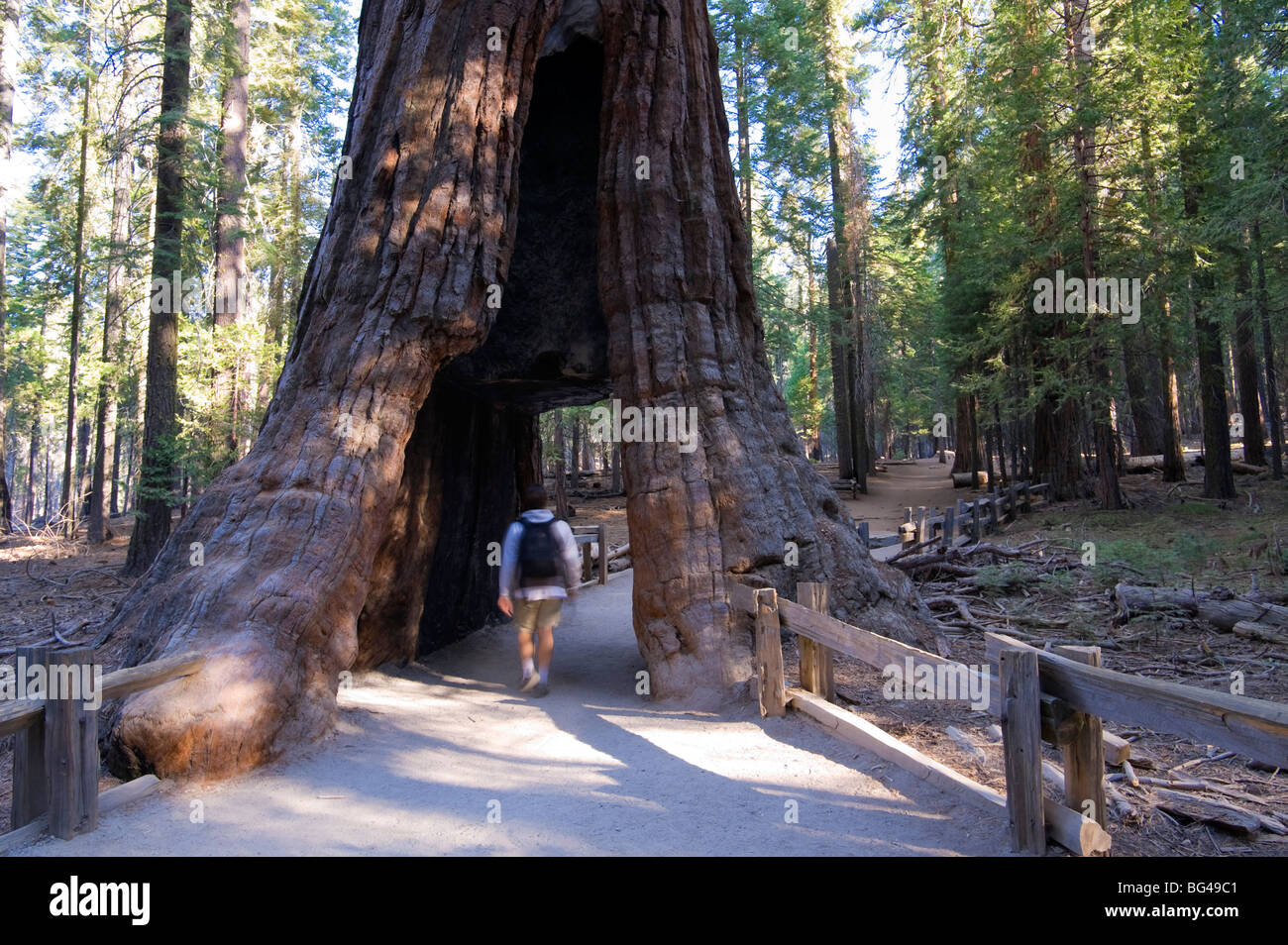 USA, California, Yosemite National Park, Mariposa Grove, Mammutbäume (MR) Stockfoto