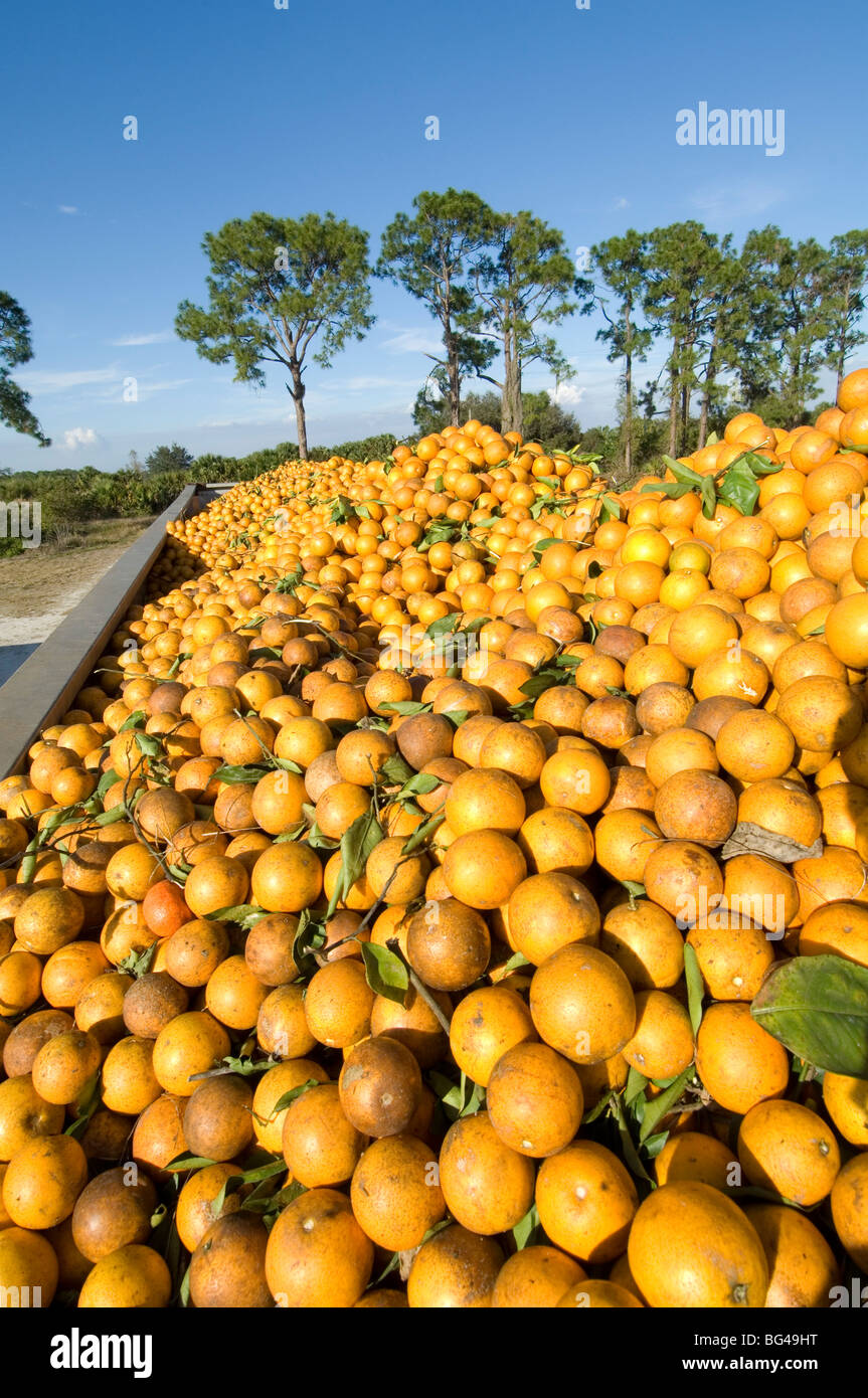 Orange Grove, Immokalee, Florida Stockfoto