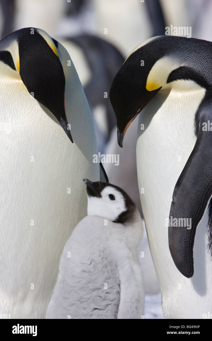 Kaiser-Pinguin Sand junge Küken auf Snow Hill Island Rookery, Weddellmeer, Antarktis. Stockfoto