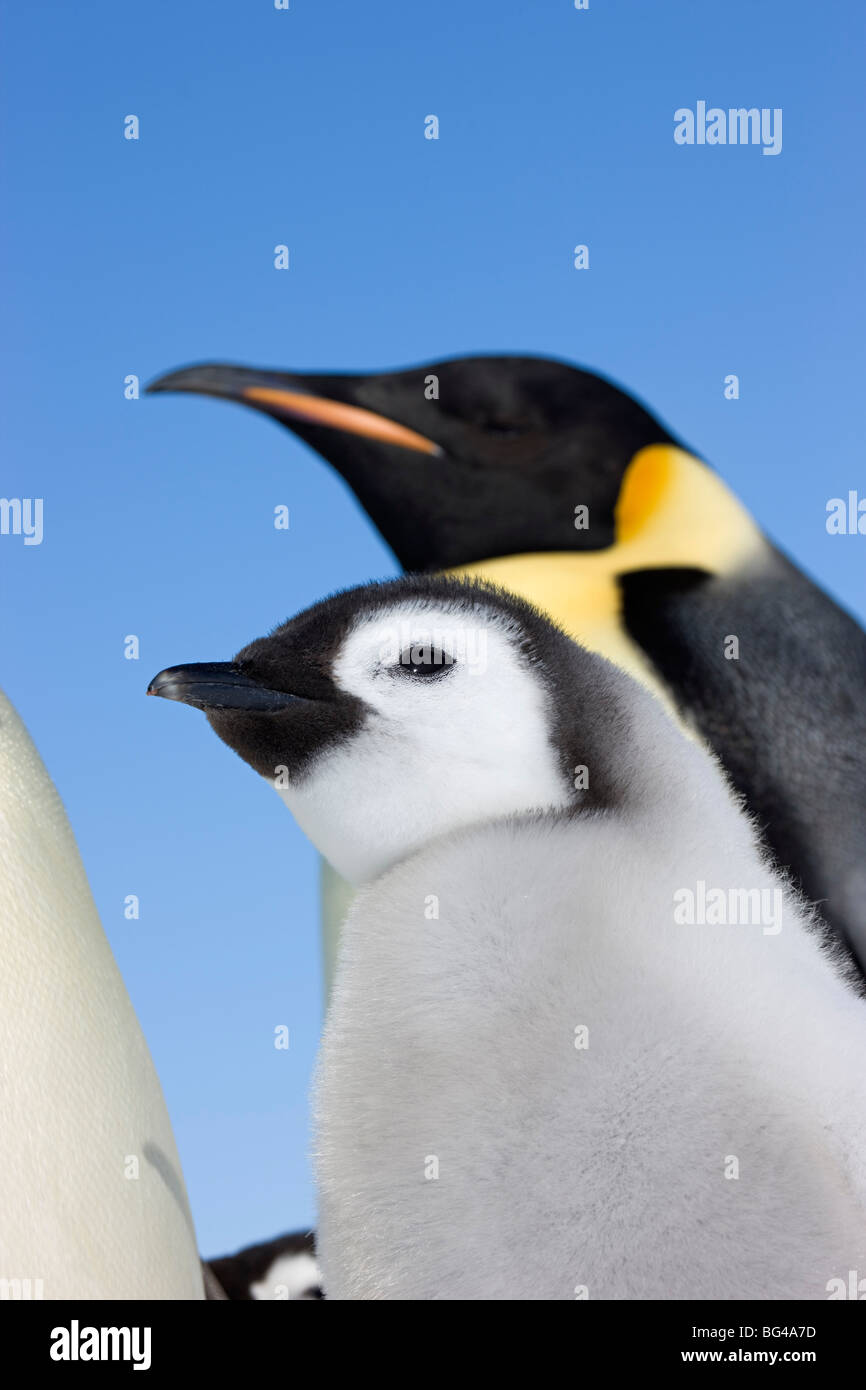 Kaiser-Pinguin und junge Küken auf Snow Hill Island Rookery, Weddellmeer, Antarktis. Stockfoto