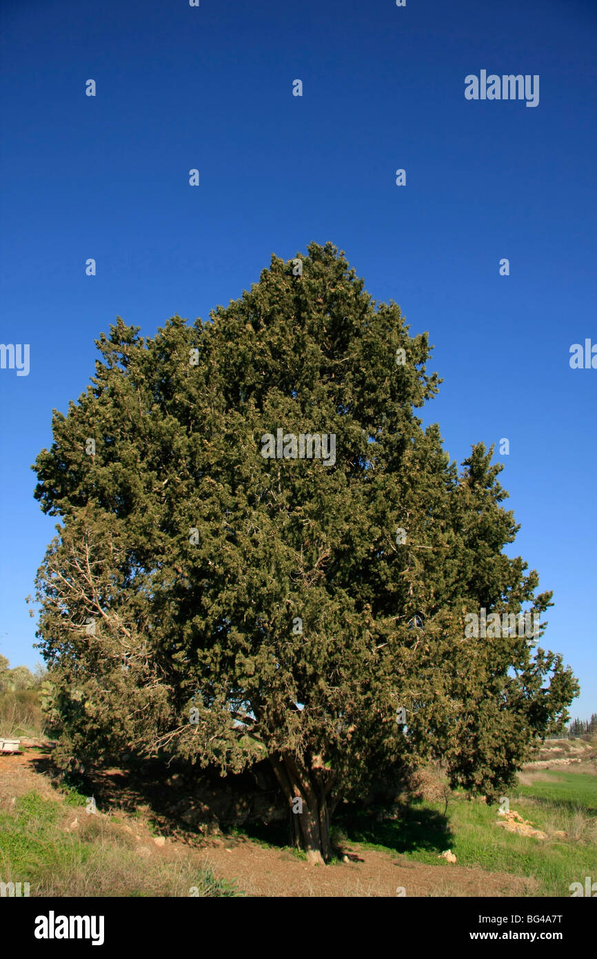 Israel, unteren Galiläa-Zypresse (Cupressus Sempervirens) in Ilania Stockfoto