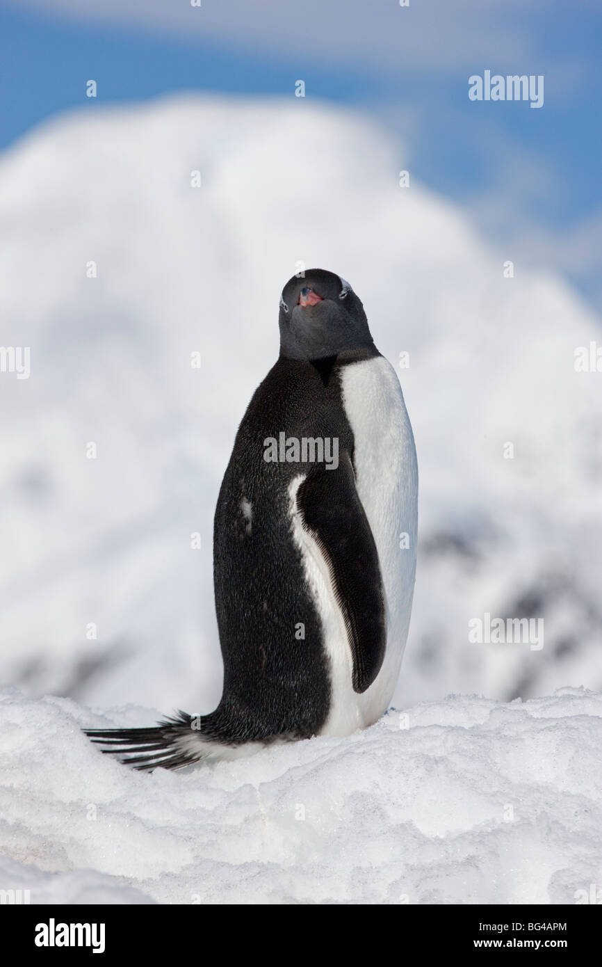 Gentoo Pinguin, Neko Harbour, Andvord Bay, Antarktische Halbinsel Stockfoto