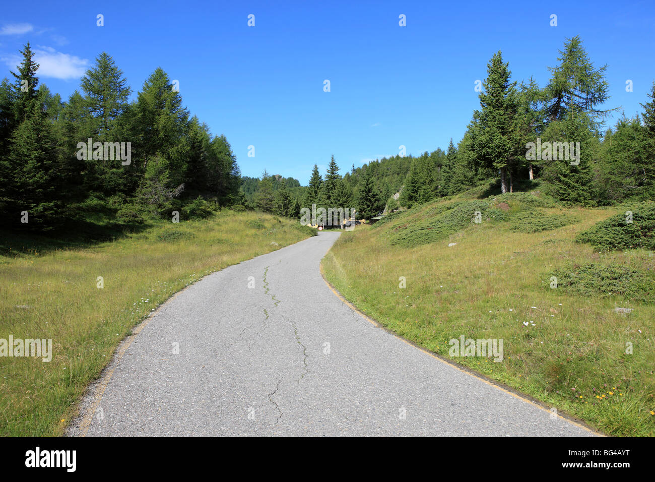 Straße im Pinienwald, Lombardei, Italien, Europa Stockfoto