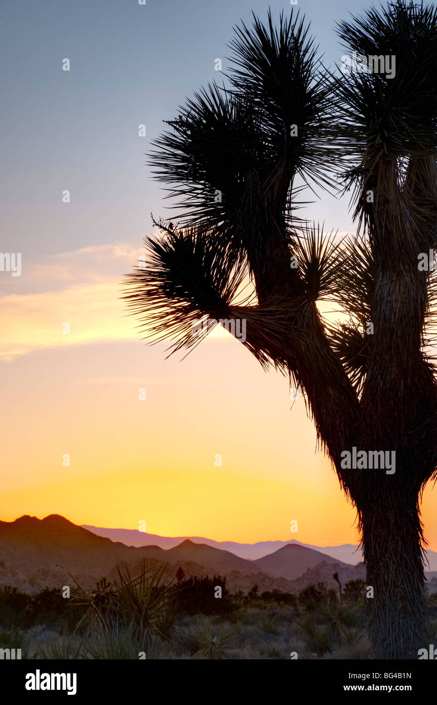 USA, California, Joshua Tree Nationalpark Stockfoto