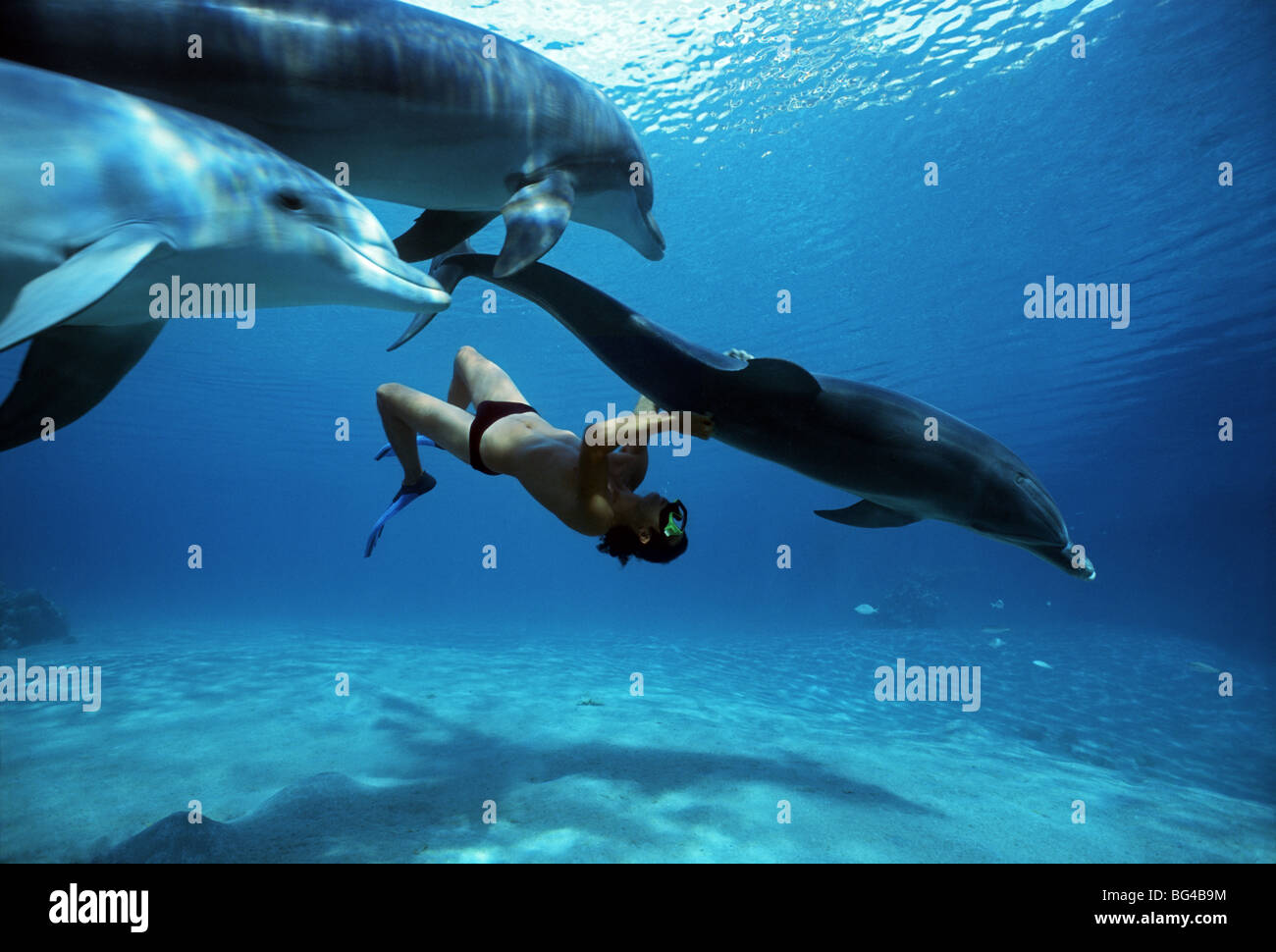 Delfin-Trainer interagiert Tümmler (Tursiops Truncatus), Dolphin Reef, Eilat, Israel - Rotes Meer. Stockfoto