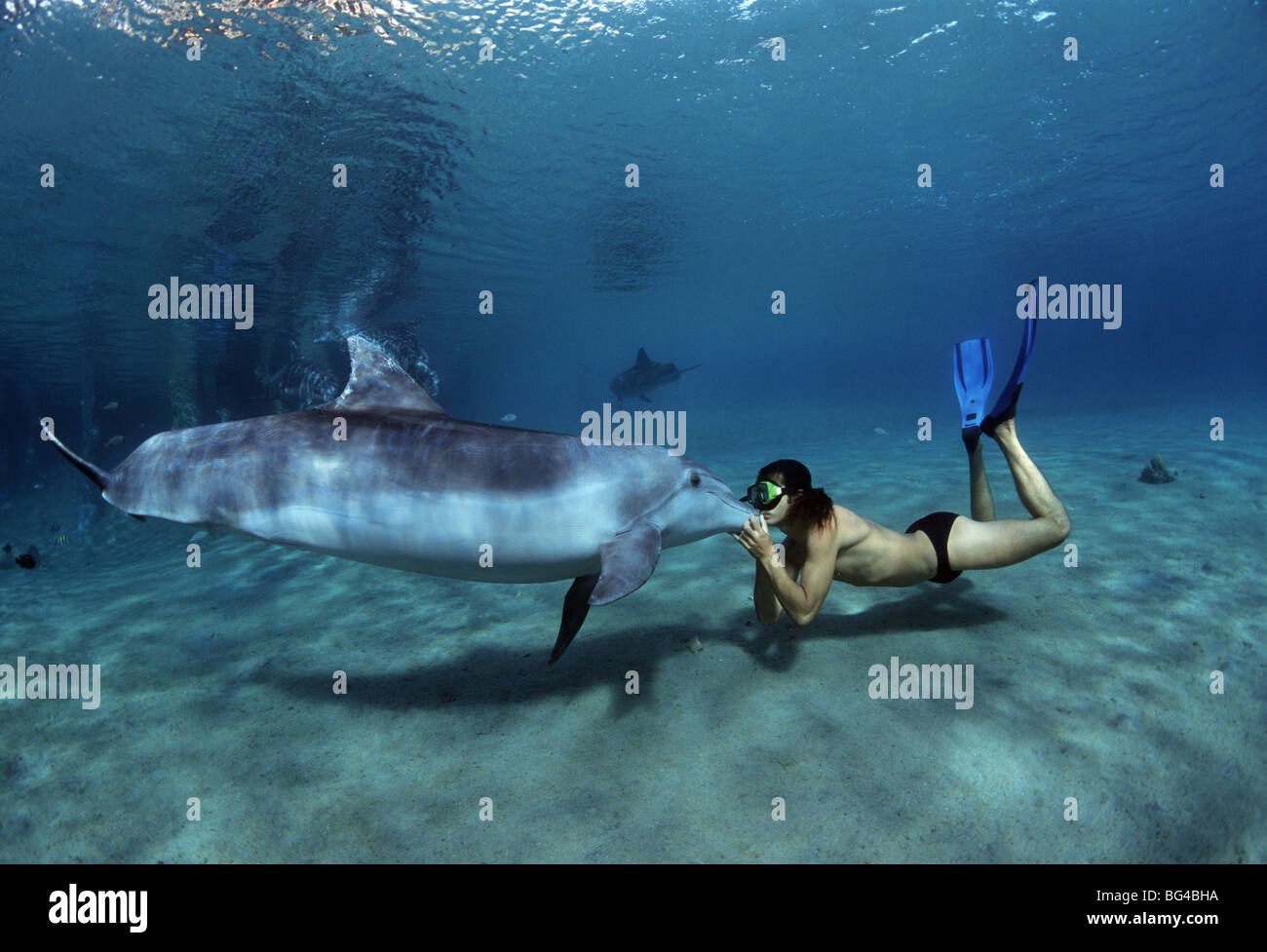 Delfin-Trainer küsst Tümmler (Tursiops Truncatus), Interaktion, Dolphin Reef, Eilat, Israel - Rote Meer kleben. Stockfoto