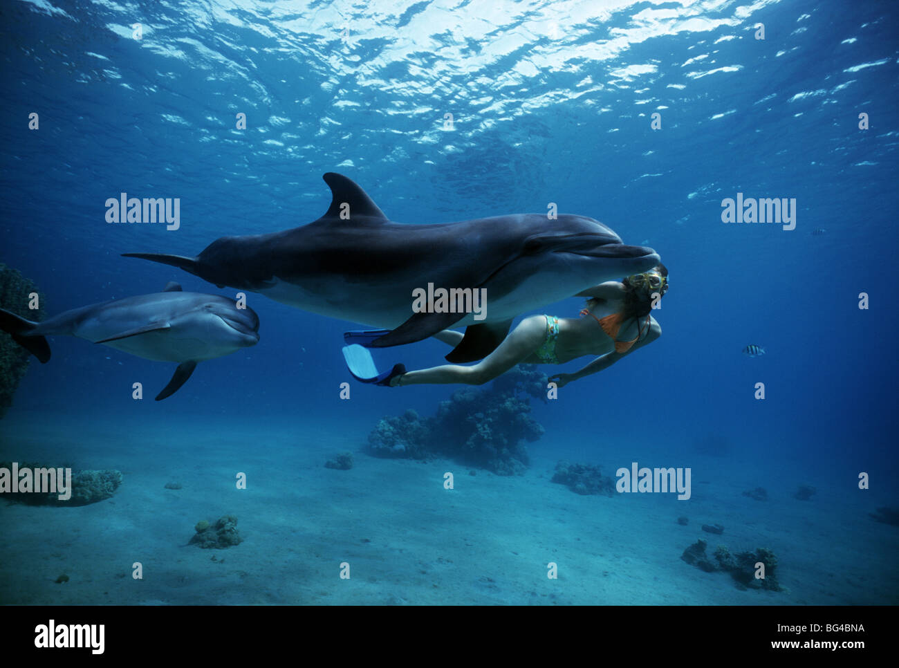 Delfin-Trainer schwimmt mit Tümmler (Tursiops Truncatus) - Mutter und Kalb, Dolphin Reef Eilat, Israel - Rotes Meer. Stockfoto