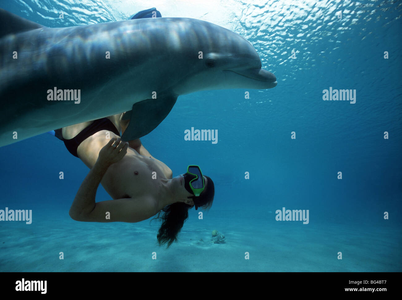 Delfin-Trainer interagiert mit Tümmler (Tursiops Truncatus), Dolphin Reef, Eilat, Israel - Rotes Meer. Stockfoto