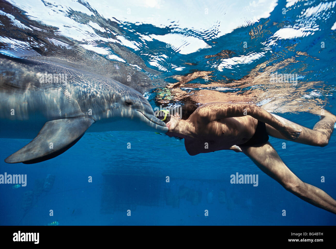 Delfin-Trainer küsst Tümmler (Tursiops Truncatus) - Verklebung von Interaktion, Dolphin Reef, Eilat, Israel - Rotes Meer. Stockfoto
