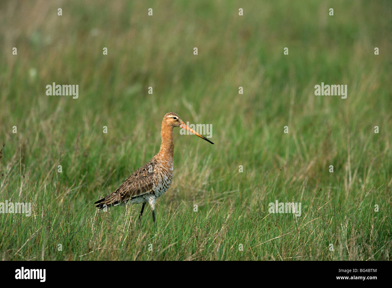 Uferschnepfe, Sommerkleid, Limosa limosa Stockfoto