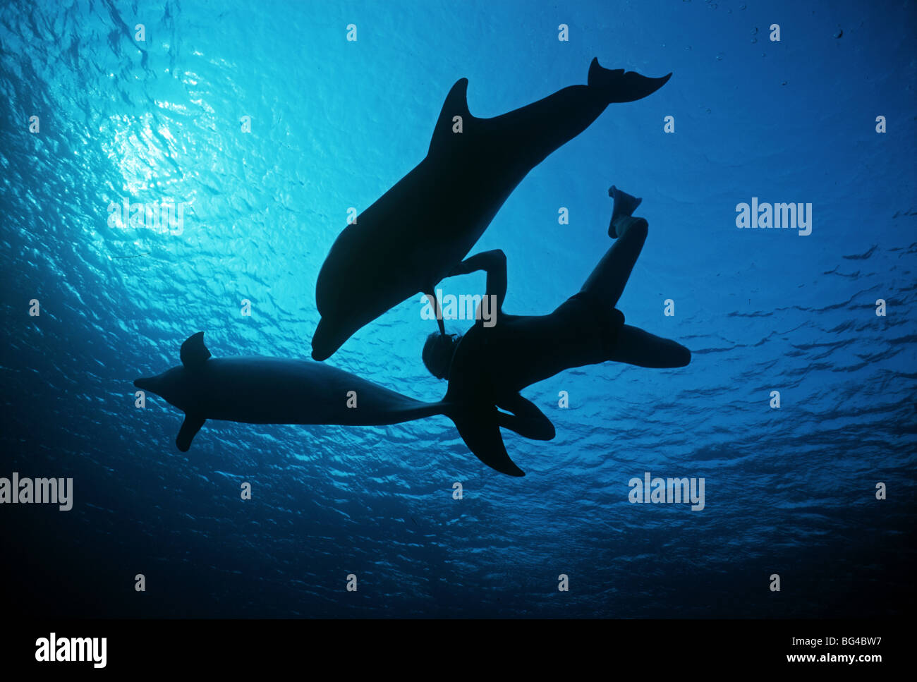 Delfin-Trainer und Tümmler (Tursiops Truncatus) beim Schwimmen, Dolphin Reef Eilat, Israel - Rote Meer Silhouette. Stockfoto