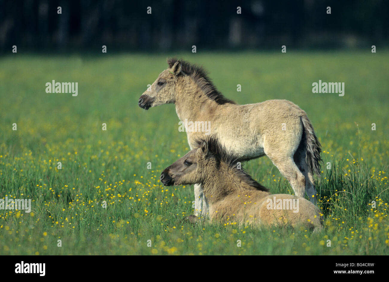Konik, Fohlen, Tarpan, Equus Ferus gmelini Stockfoto