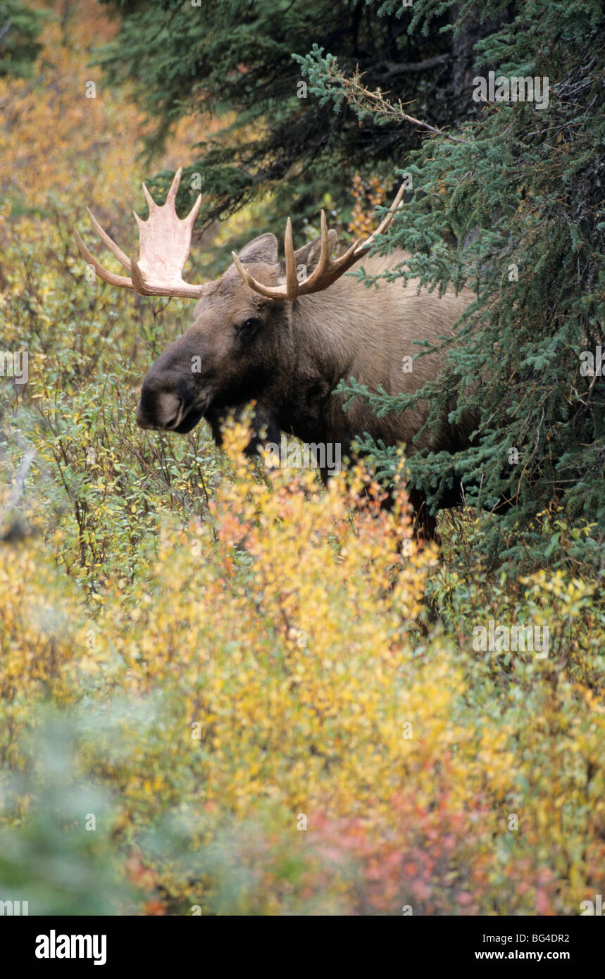 Elch, Bull, Alces Alces Alces Alces gigas Stockfoto