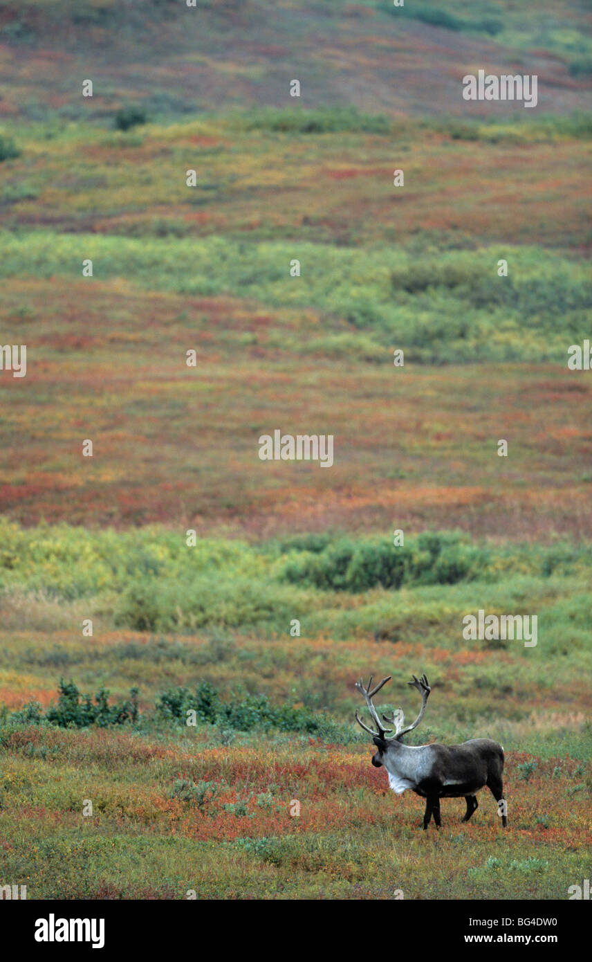 kargen Boden Caribou, Stier, Rentier, Rangifer Tarandus, Rangifer Tarandus Arcticus Stockfoto