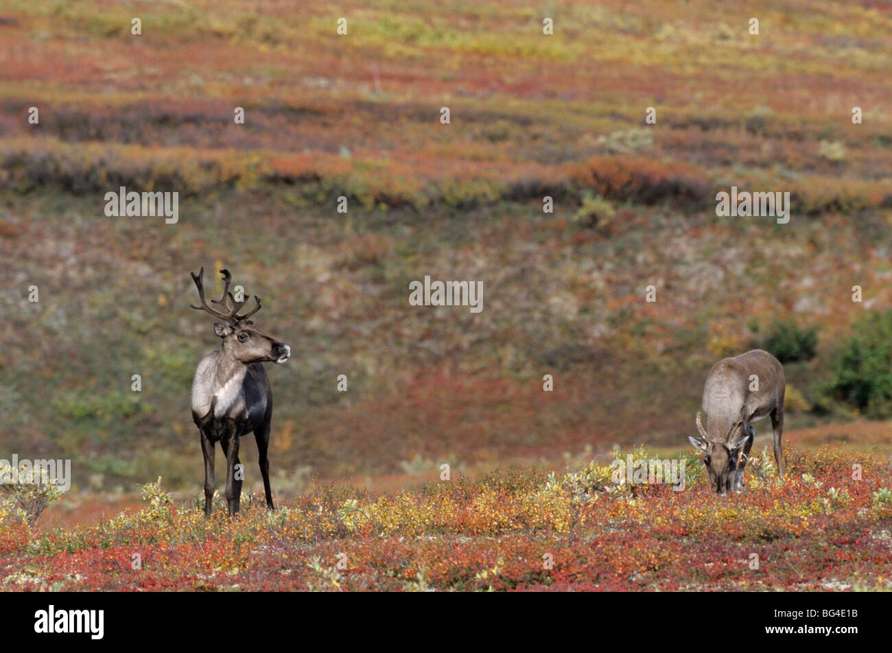 kargen Boden Caribou, Doe´s, Rentier, Rangifer Tarandus Rangifer Tarandus arcticus Stockfoto