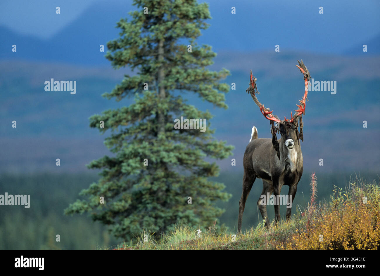 kargen Boden Caribou, Stier, Rentier, Rangifer Tarandus, Rangifer Tarandus Arcticus Stockfoto