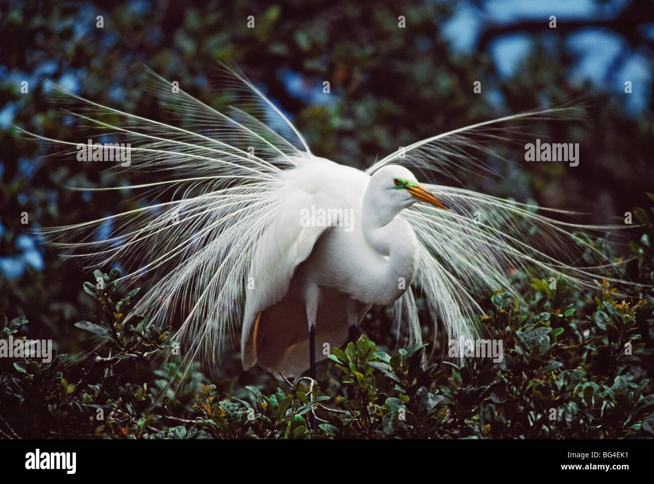 Silberreiher (Ardea Alba) Erwachsenen Zucht Gefieder anzeigen Stockfoto