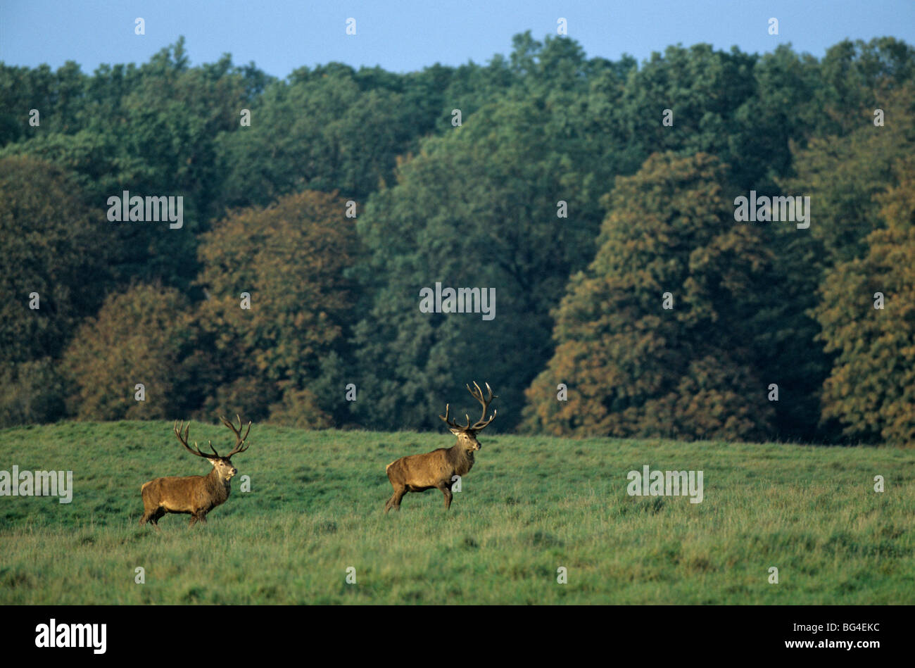 Rothirsch, Stiere, Cervus elaphus Stockfoto
