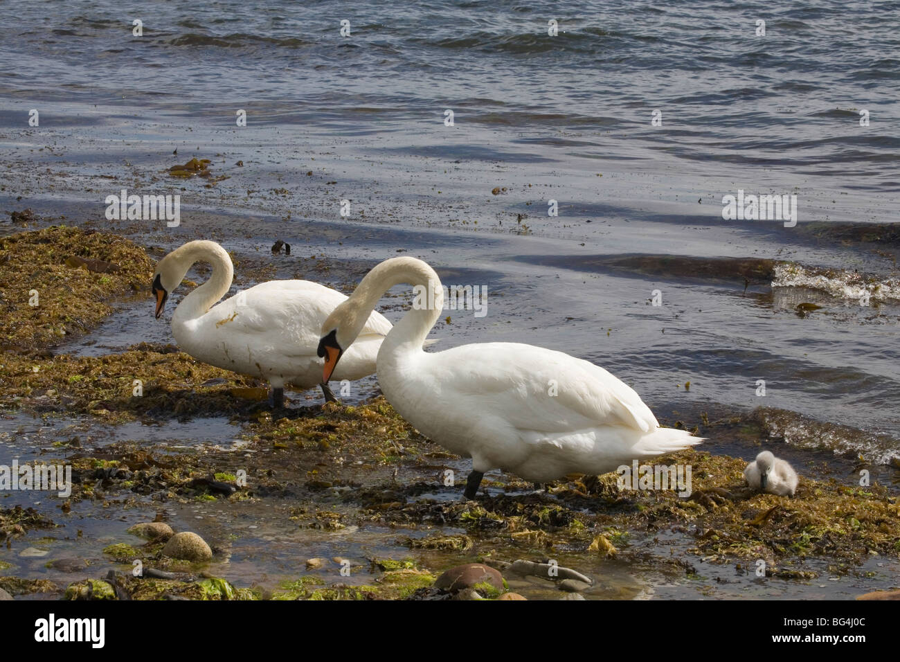 Stummschalten Sie Schwäne mit Cygnets, Whiting Bay, der Isle of Arran, Schottland, Juni 2009 Stockfoto